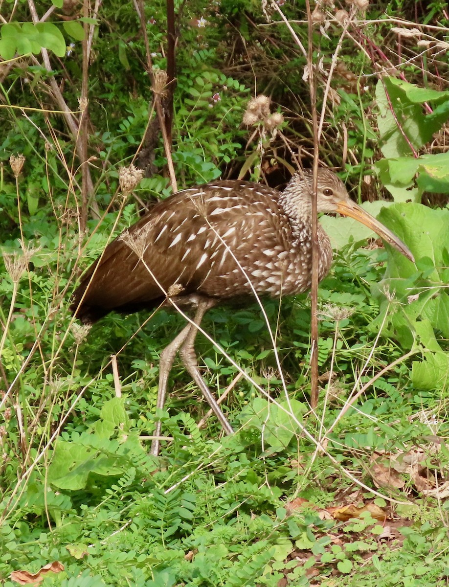 Limpkin - Thomas Riley