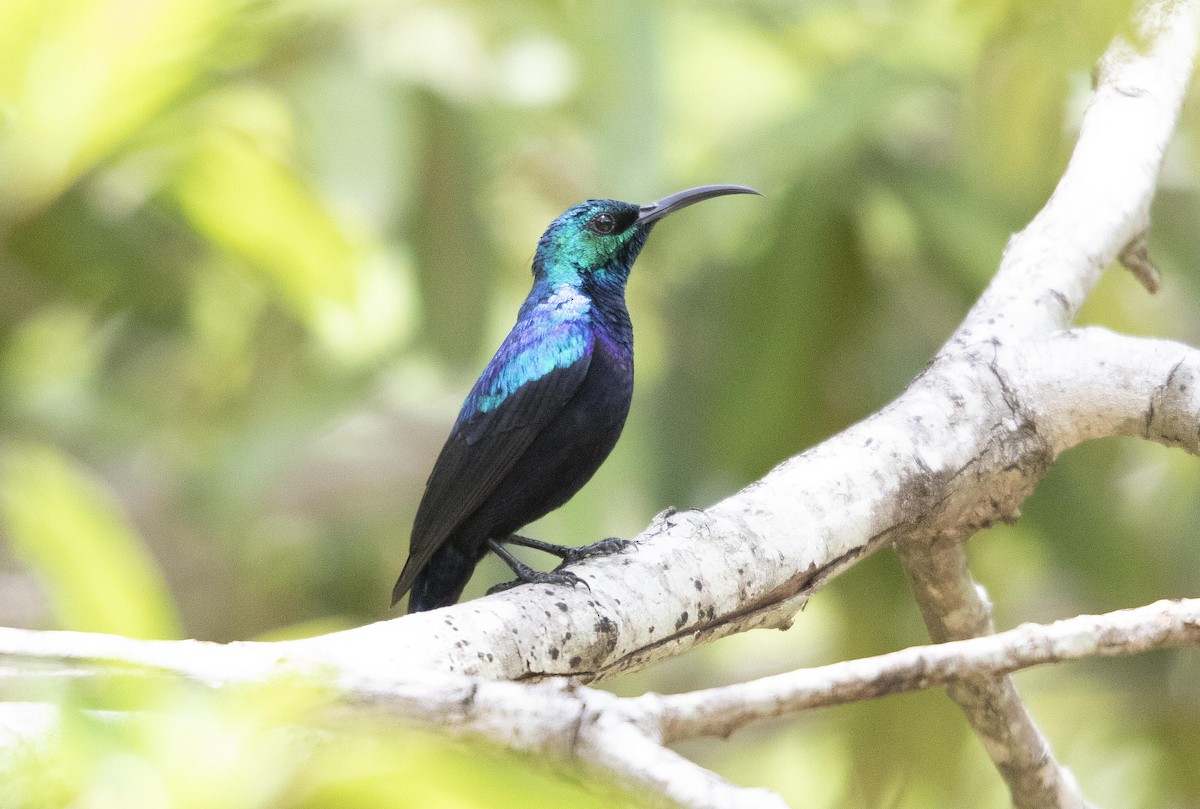 Malagasy Sunbird - chege wa kariuki