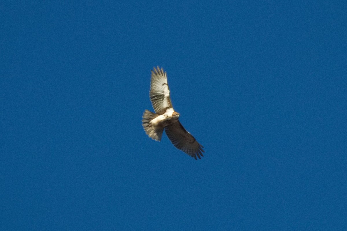 Red-tailed Hawk - ML504030301
