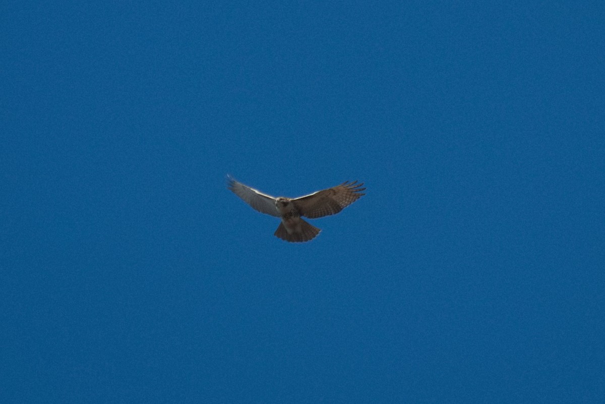 Red-tailed Hawk - ML504030311