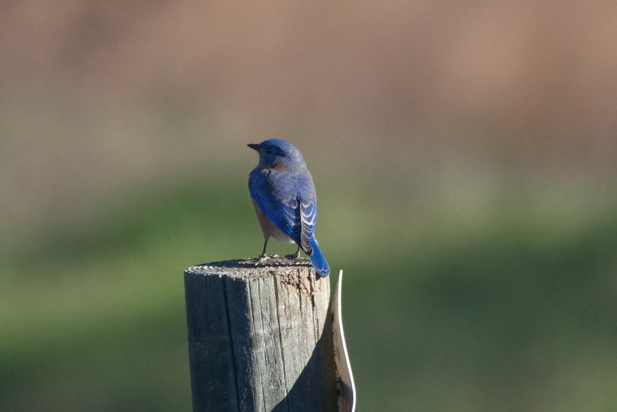 Eastern Bluebird - ML504030431