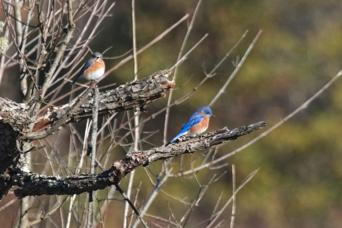 Eastern Bluebird - ML504030441
