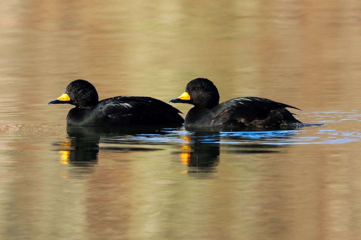 Black Scoter - ML504030501