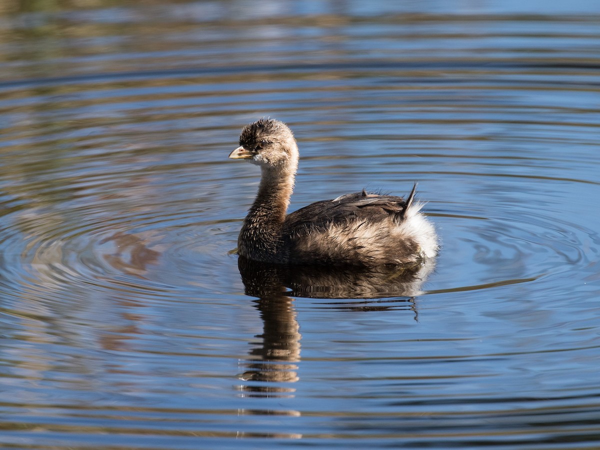 Pied-billed Grebe - ML504030811