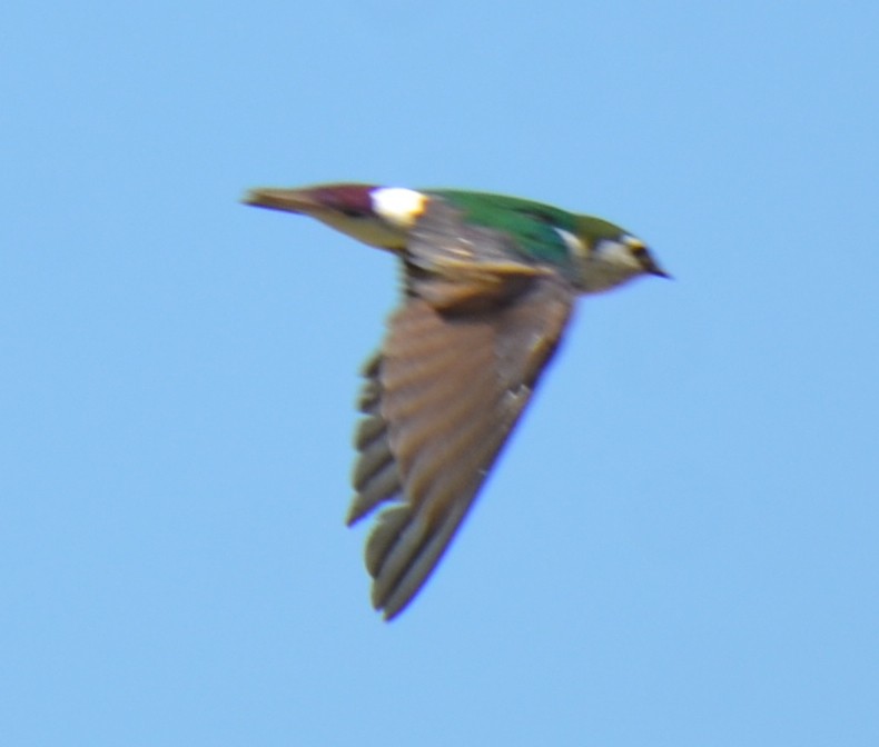 Violet-green Swallow - Vivian Fung