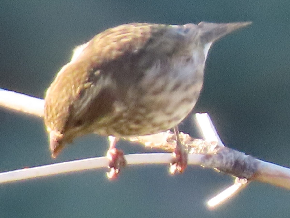 Cassin's Finch - ML504031141