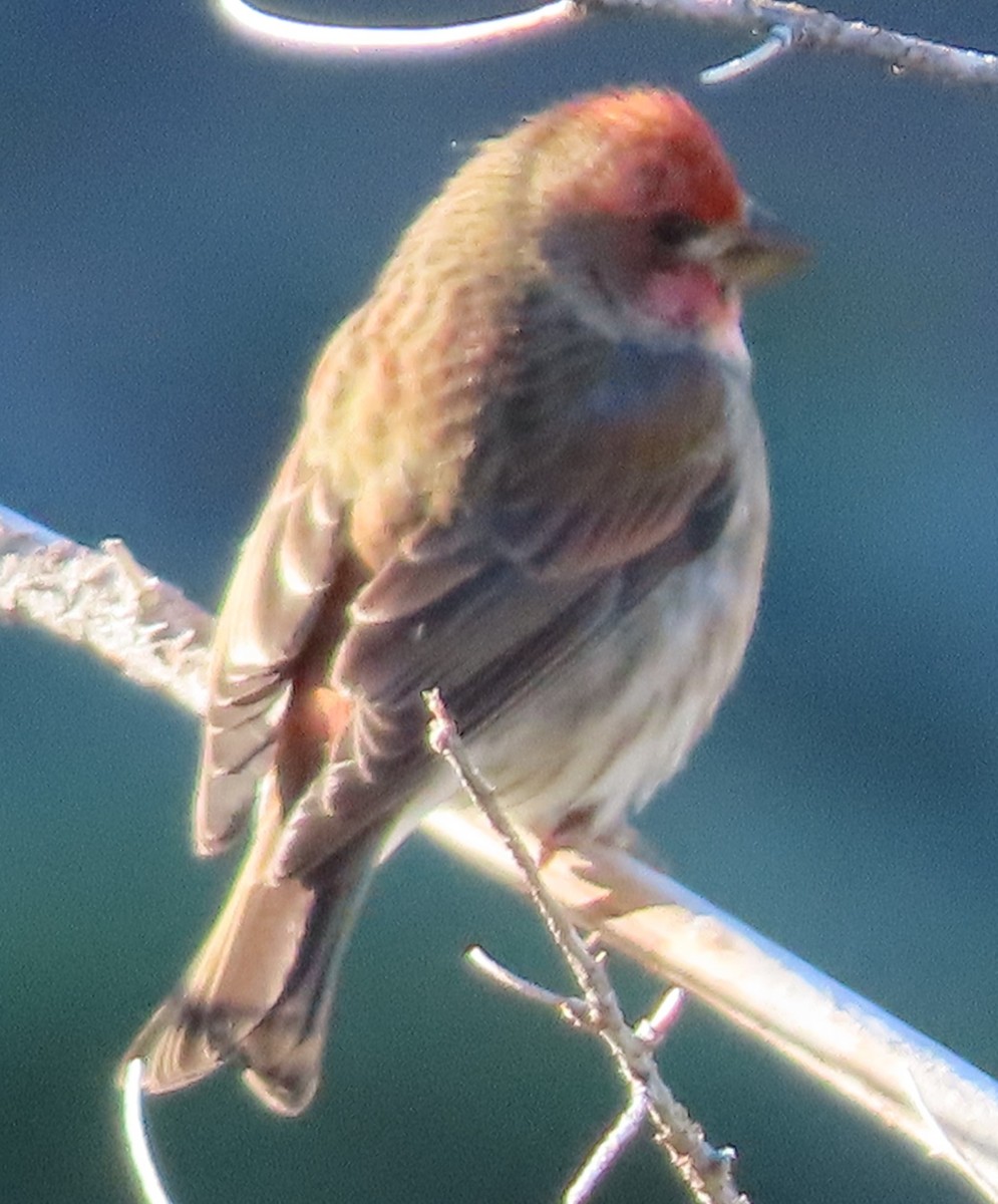 Cassin's Finch - ML504031181