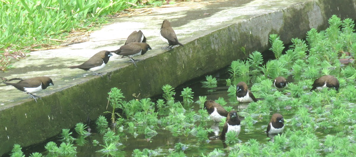 Javan Munia - Bruce Barrett