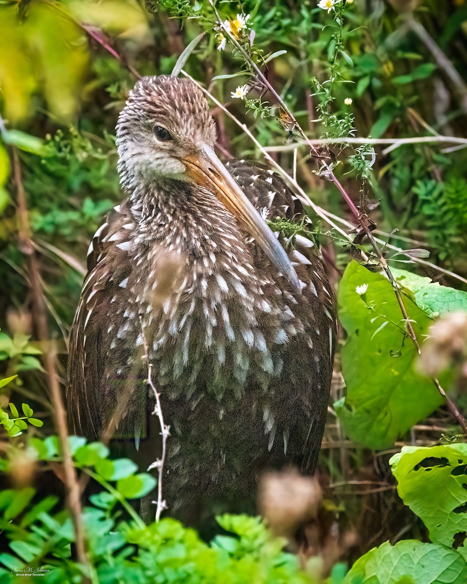 Limpkin - James Johnston