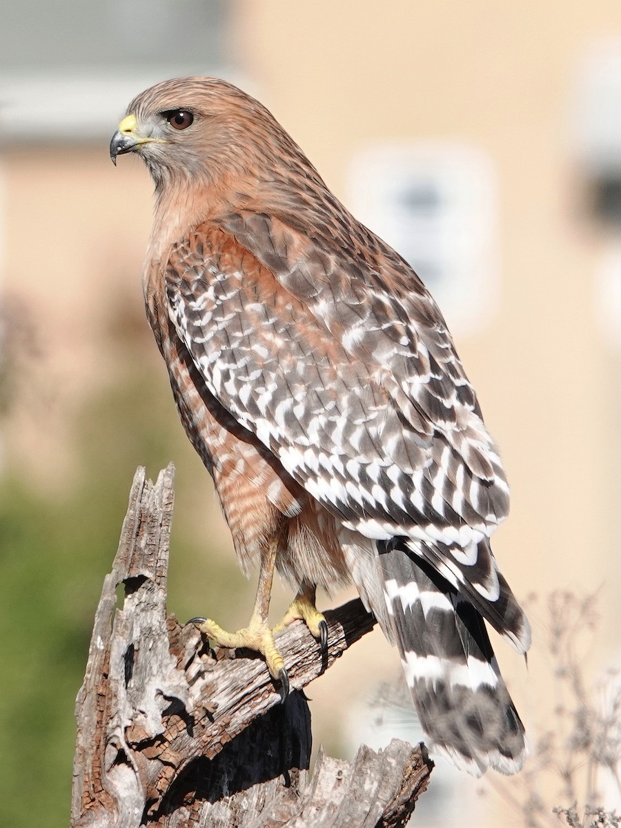 Red-shouldered Hawk - ML504035511