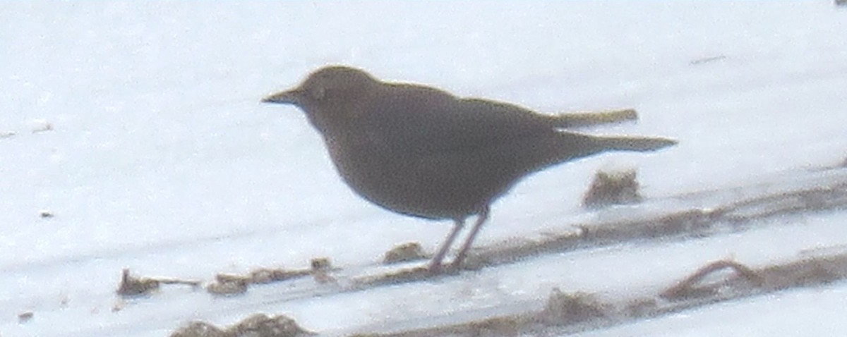 Rusty Blackbird - ML504036761