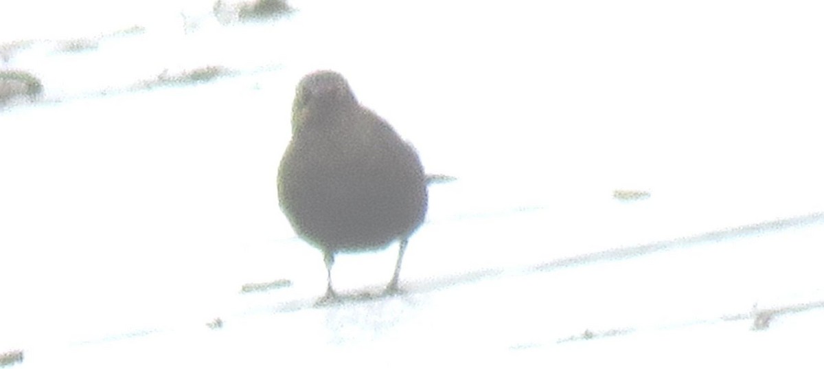 Rusty Blackbird - ML504036771