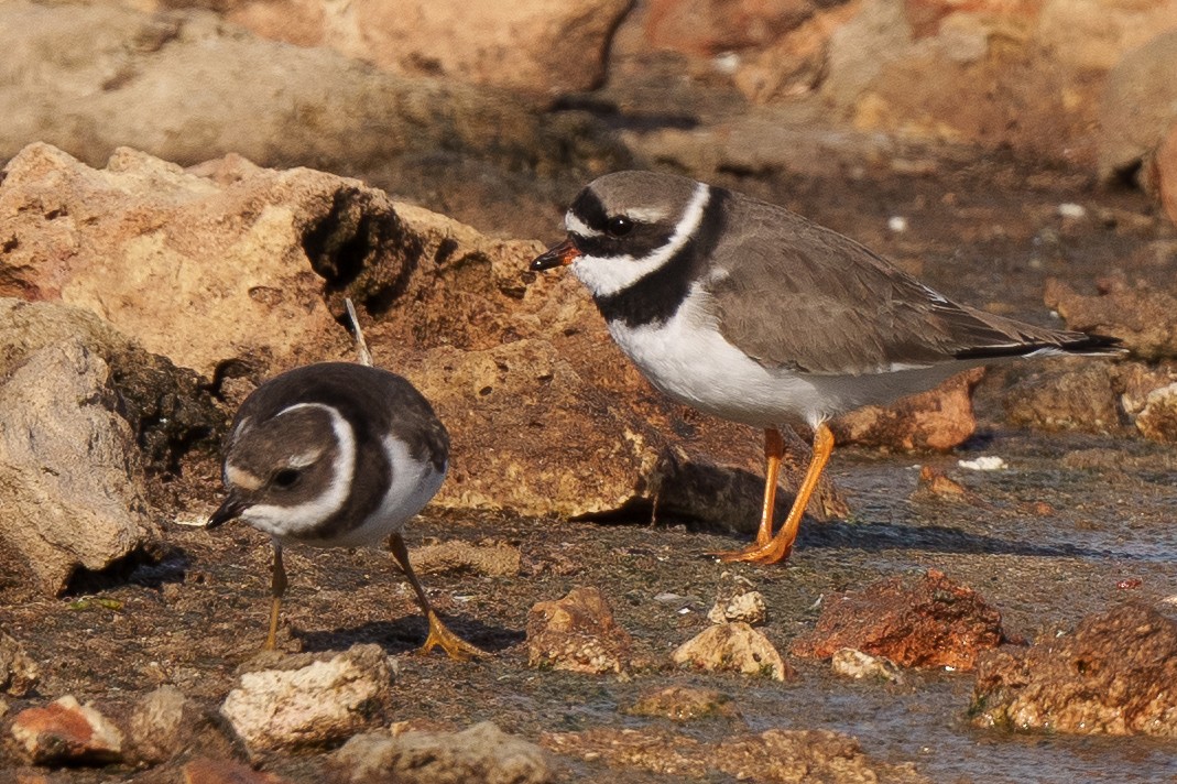 Common Ringed Plover - ML504040161