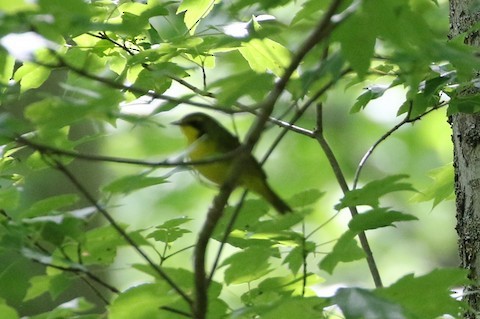 Kentucky Warbler - ML504040171