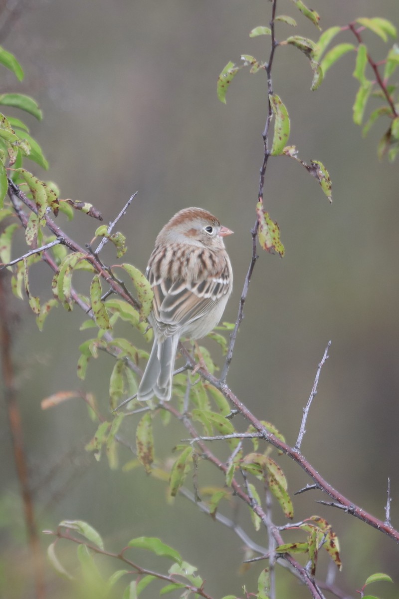 Field Sparrow - ML504041931