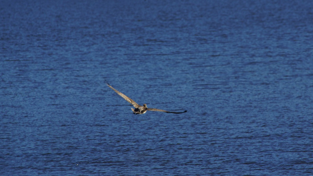 pelikán hnědý - ML504041941