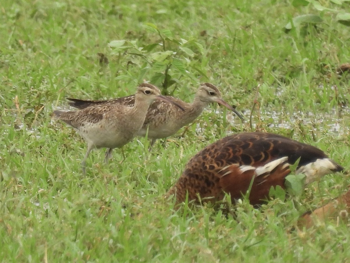 Little Curlew - ML504042041