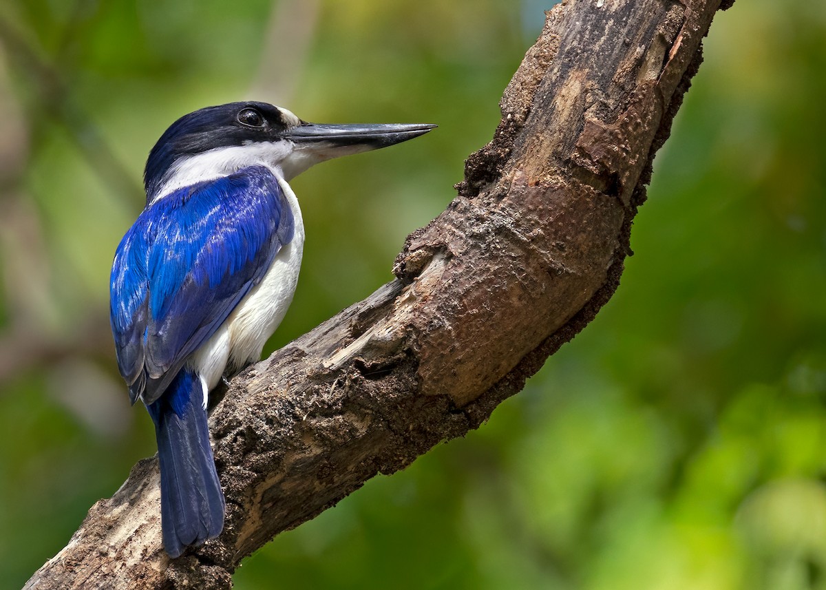 Forest Kingfisher - Sue&Gary Milks