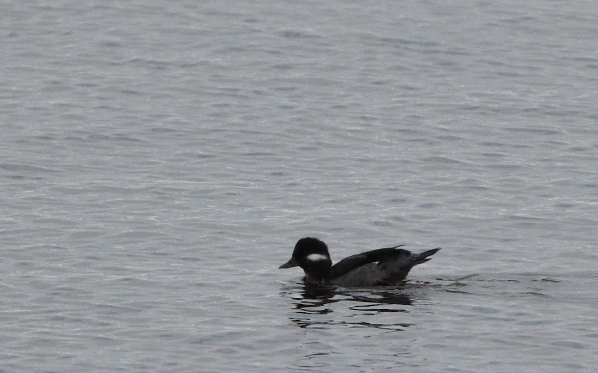 Bufflehead - ML504044611