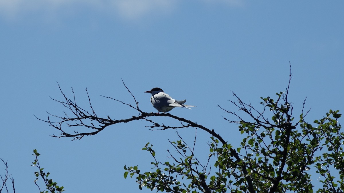 Arctic Tern - ML504047381