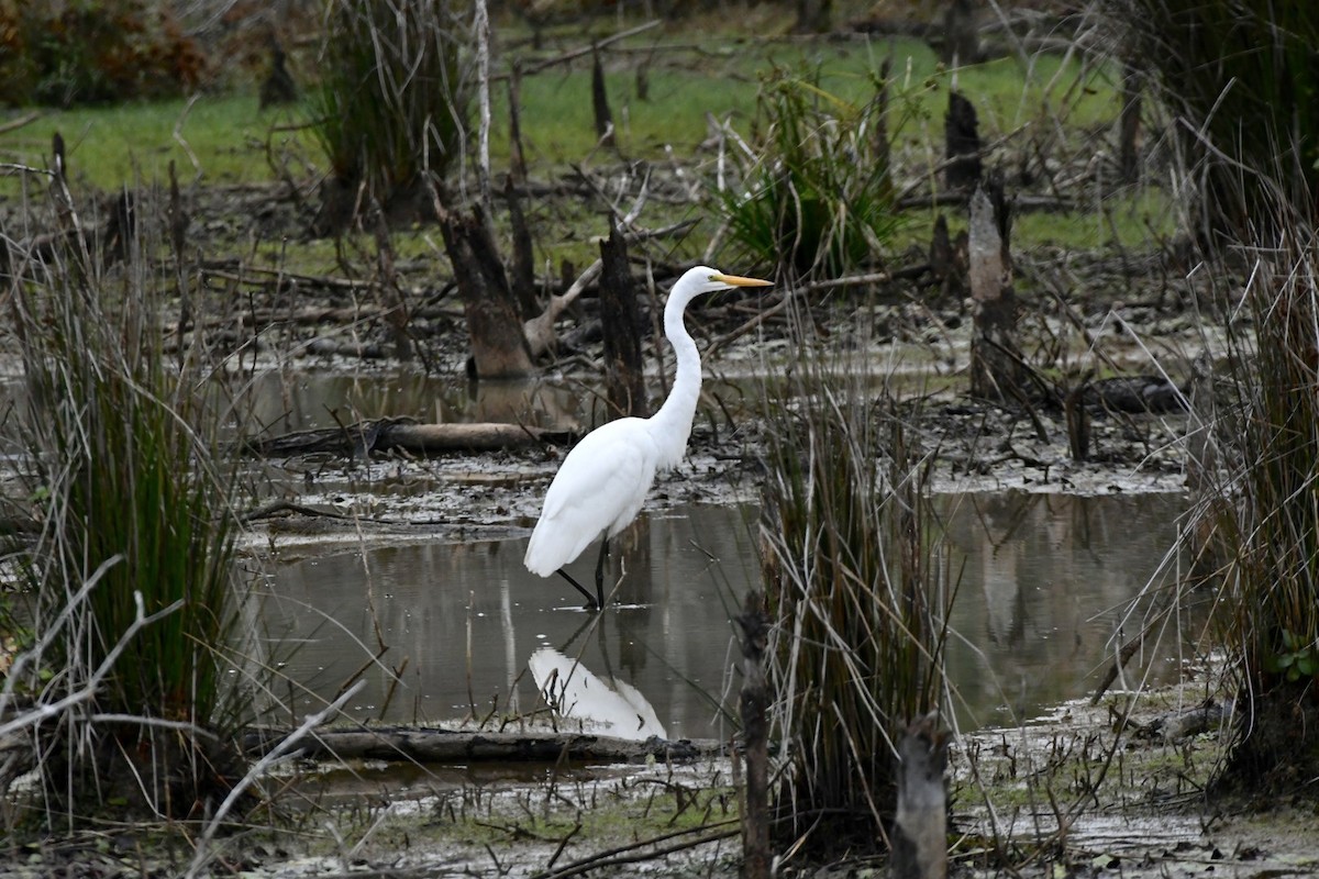 Great Egret - ML504047751