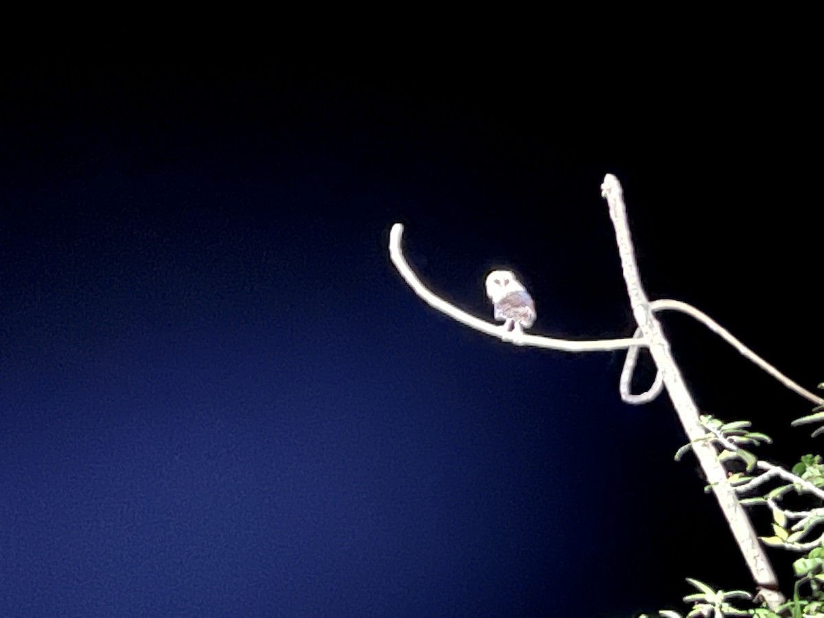 Western Barn Owl (Sao Tome) - ML504048631
