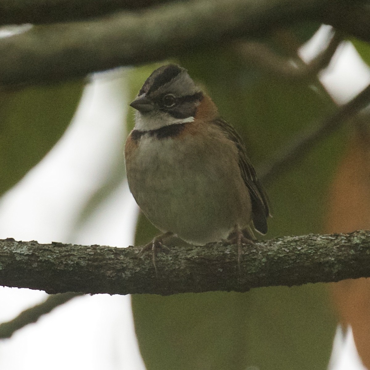 Rufous-collared Sparrow - ML504050771