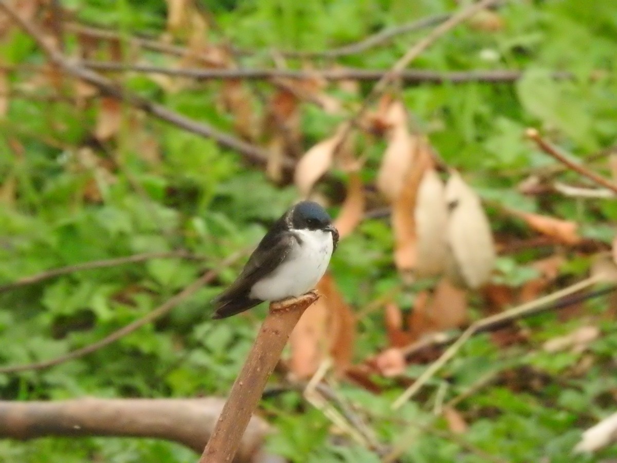 Chilean Swallow - Felipe Ríos Silva