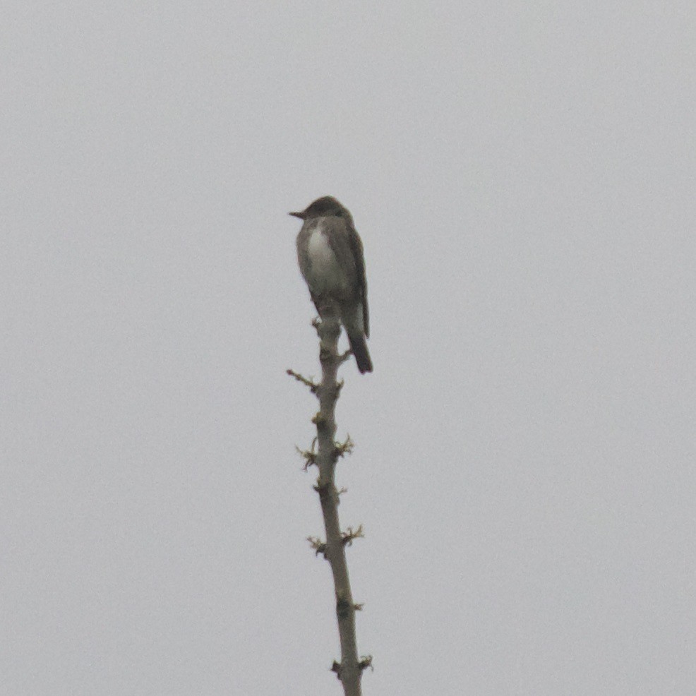 Olive-sided Flycatcher - ML504051041