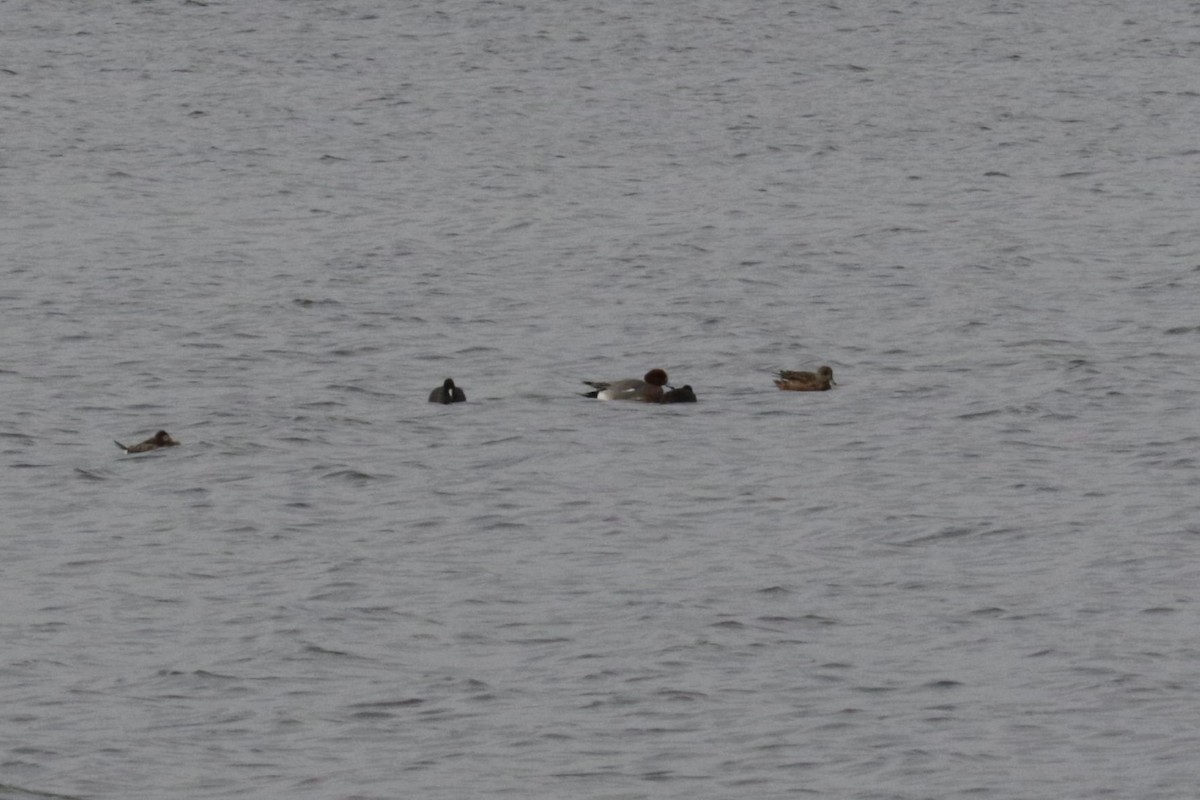 Eurasian Wigeon - ML504051841