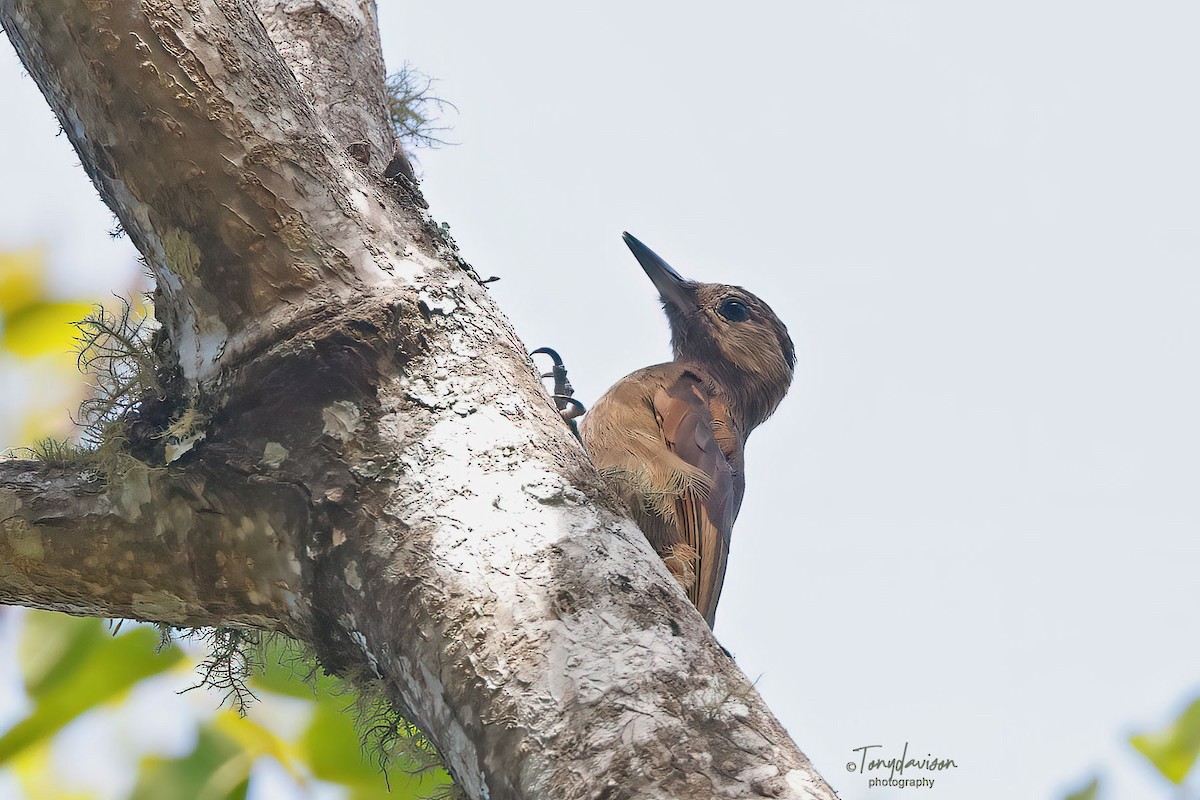Smoky-brown Woodpecker - ML504052251