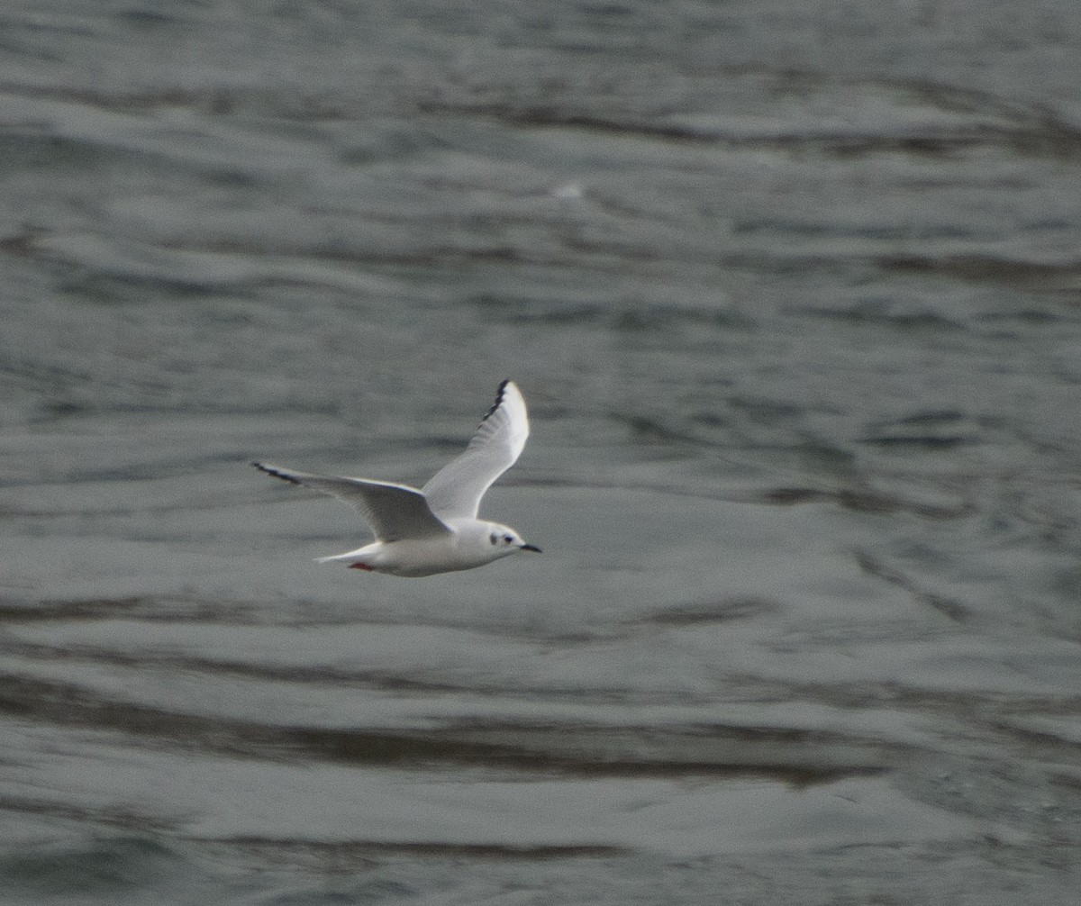 Mouette de Bonaparte - ML504052391