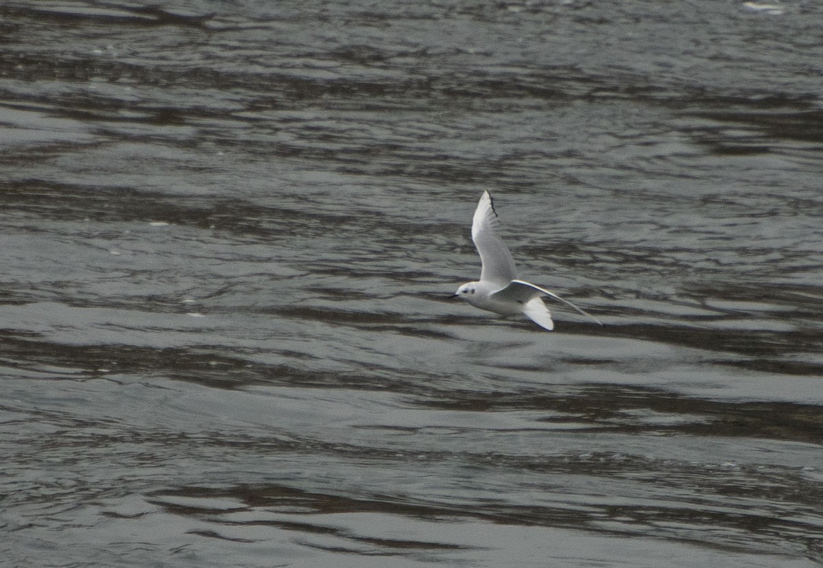 Bonaparte's Gull - ML504052431