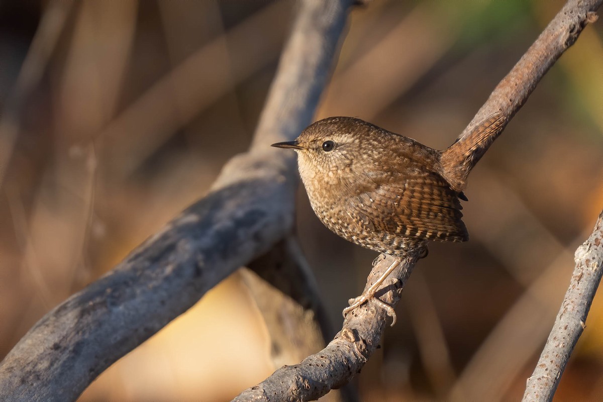 Winter Wren - ML504052621