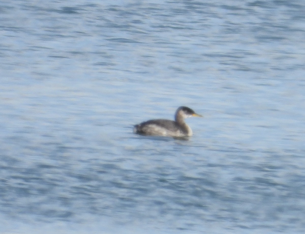 Red-necked Grebe - ML504052791