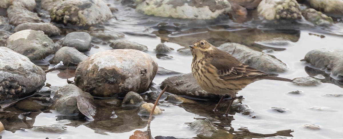 American Pipit - ML504053991