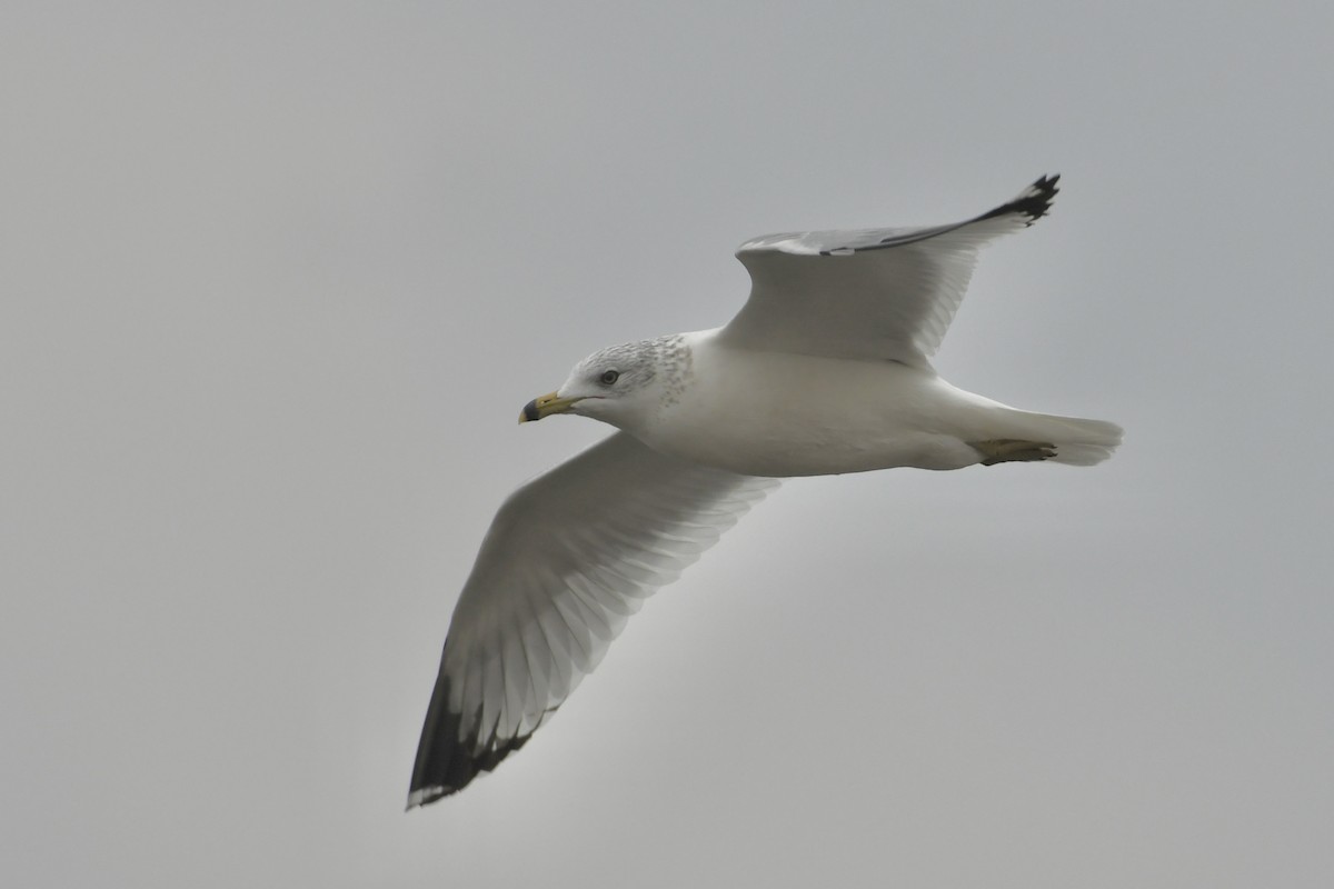 Ring-billed Gull - ML504054241