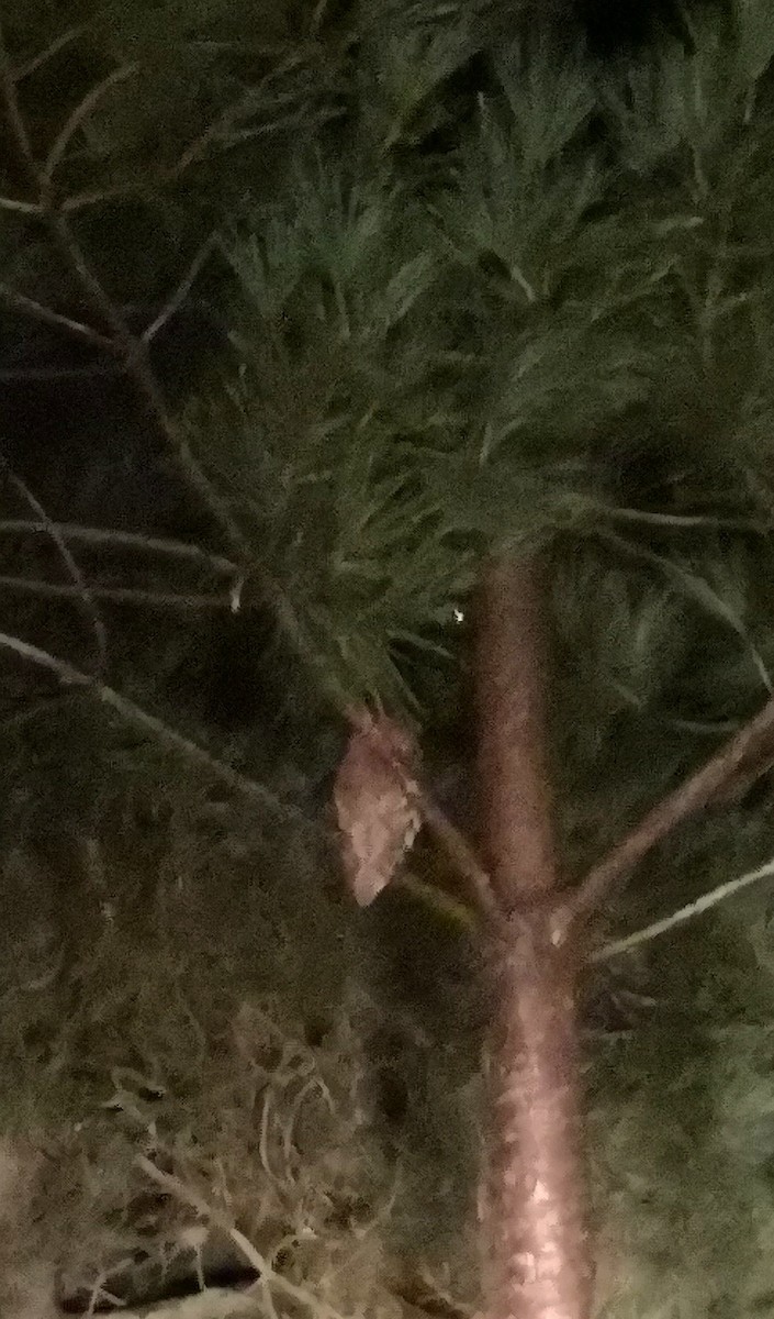 Tawny Owl - ML504054311