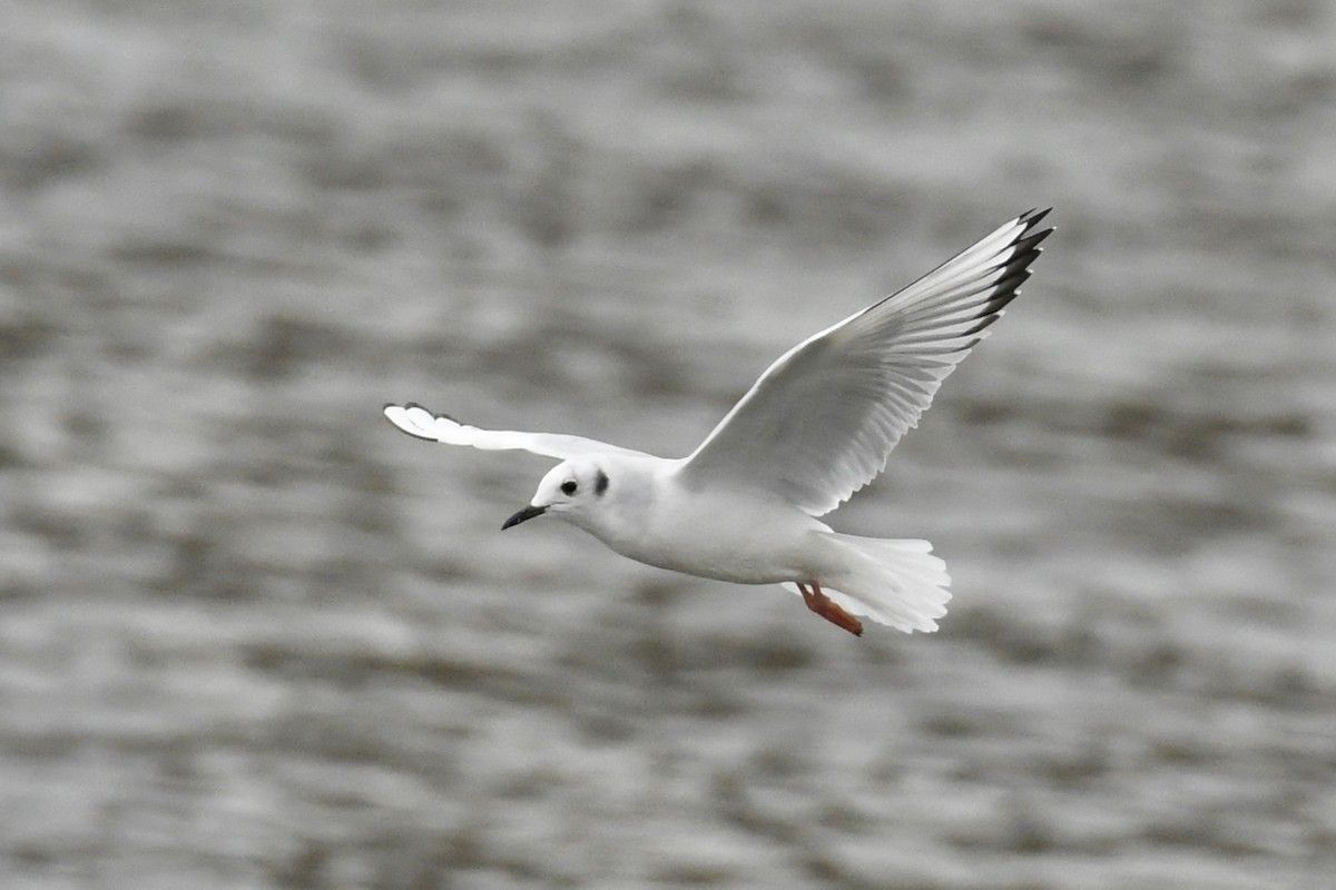 Bonaparte's Gull - ML504055131