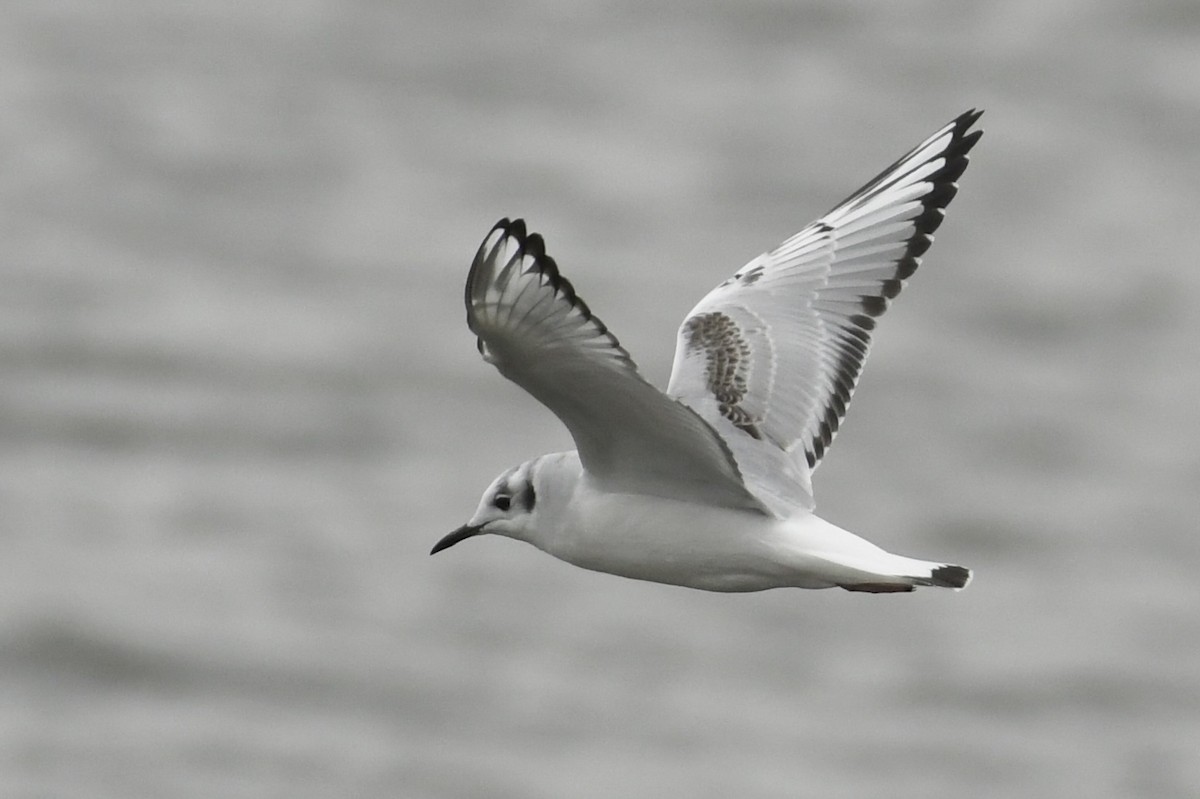 Bonaparte's Gull - Kent Kleman