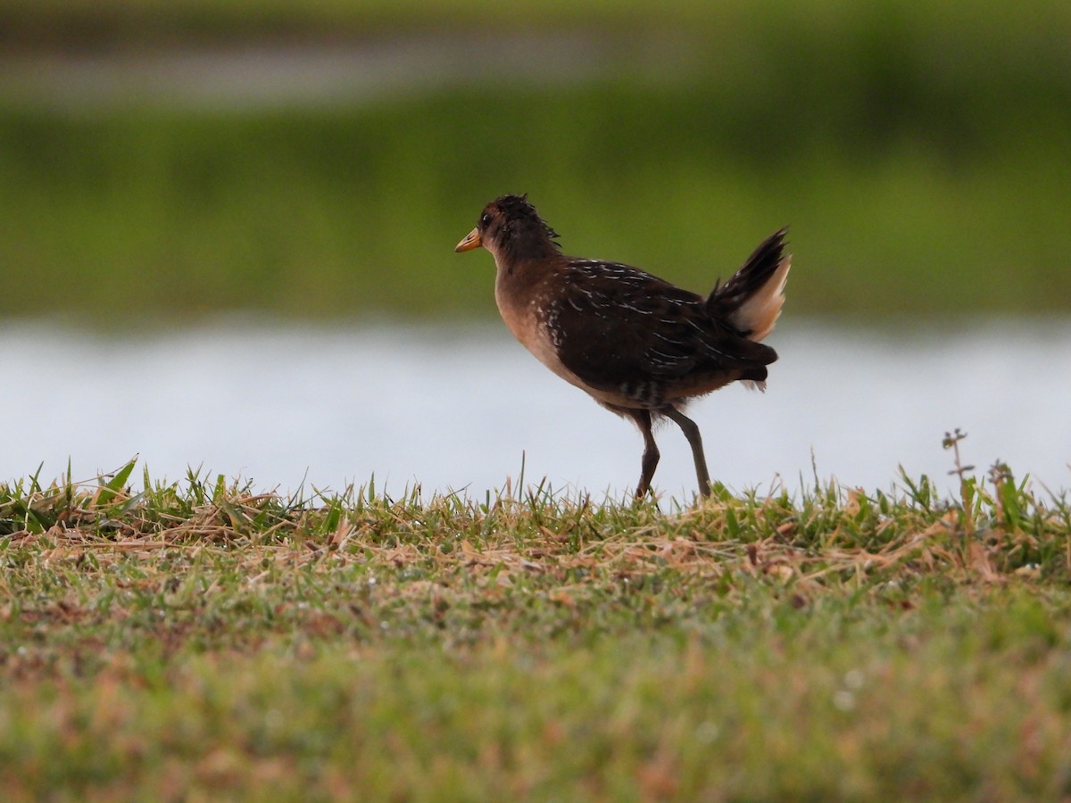 Sora - Joel Amaya (BirdwatchingRoatan.com)