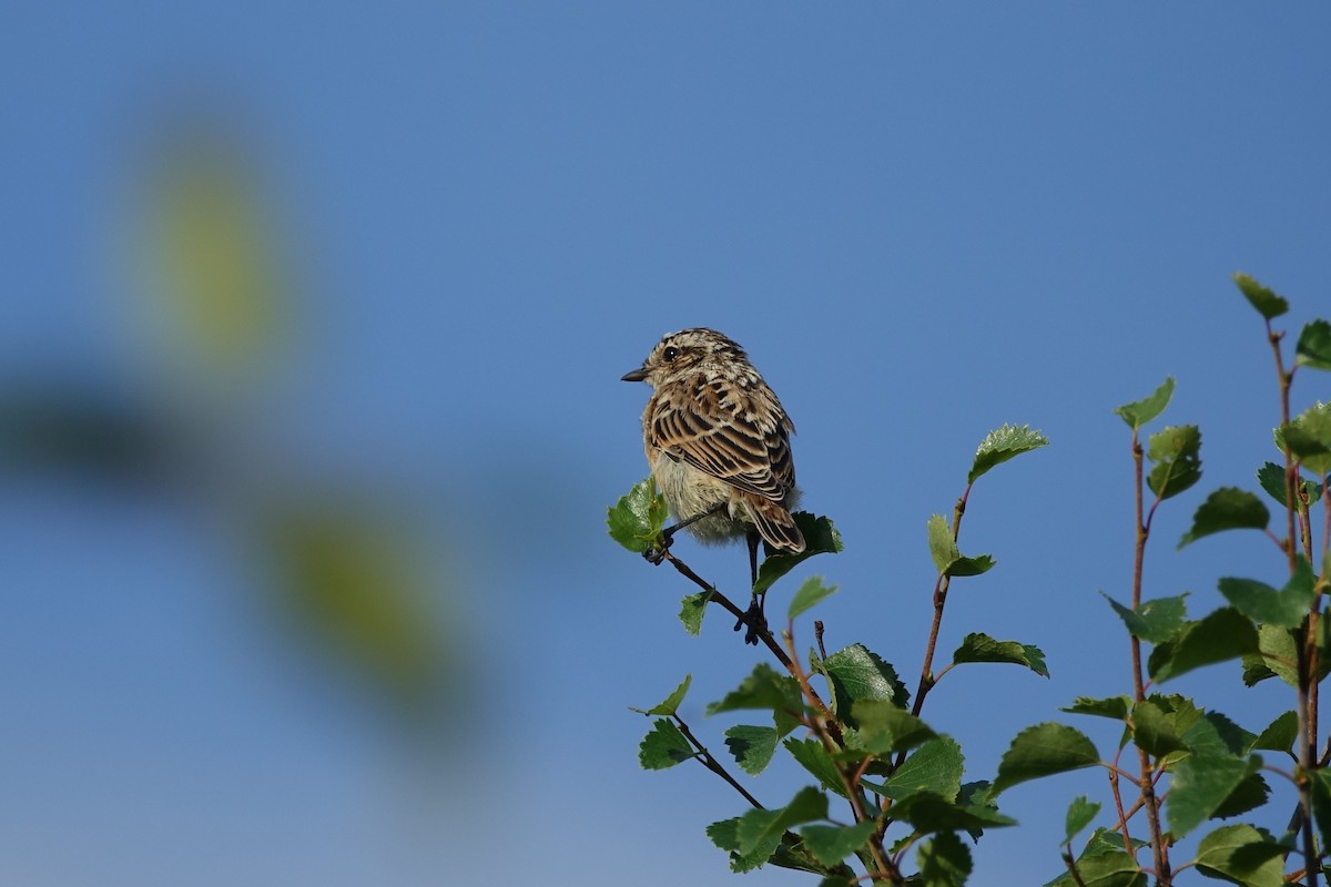 Whinchat - ML504056371