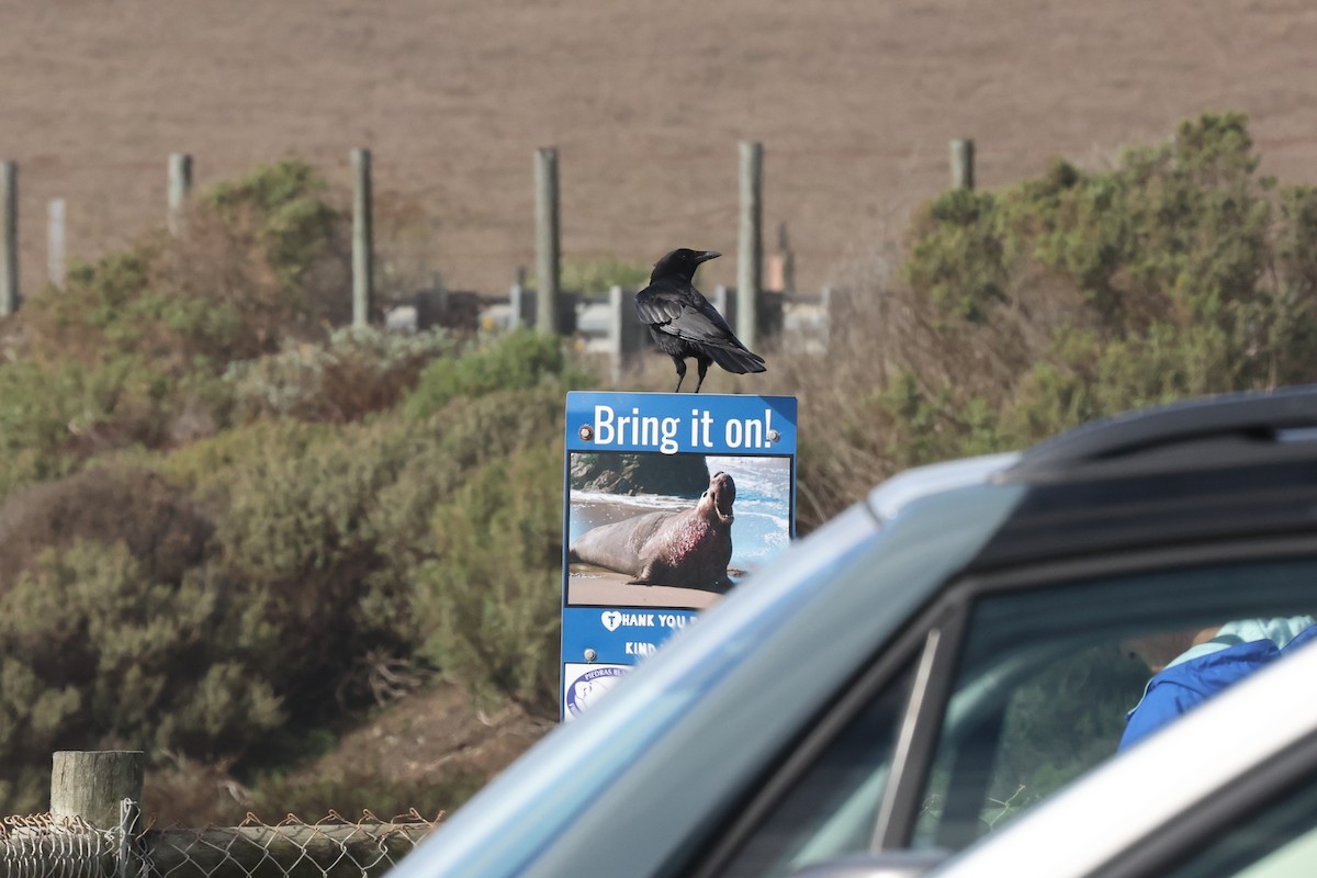 American Crow - ML504056671