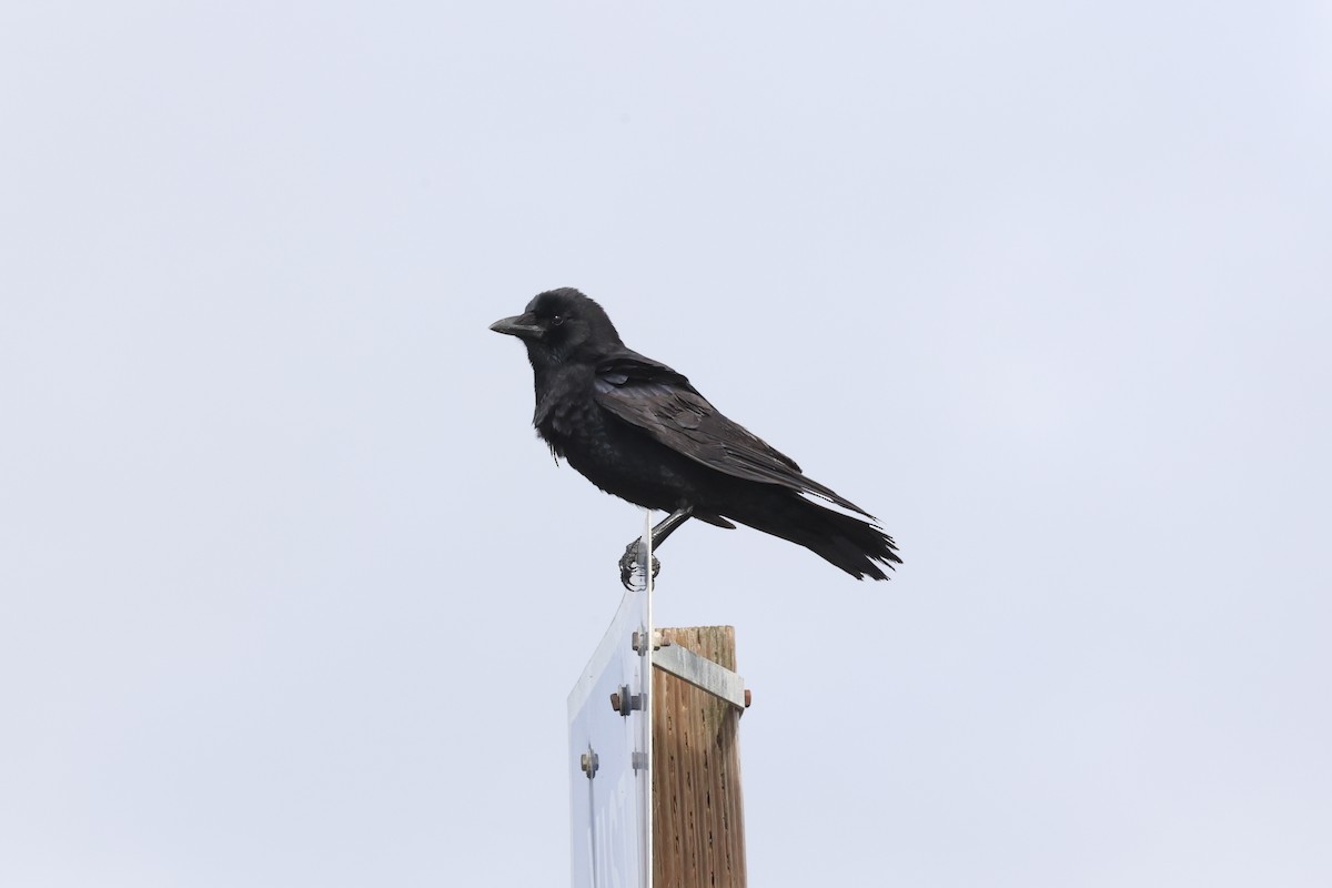 American Crow - ML504056971