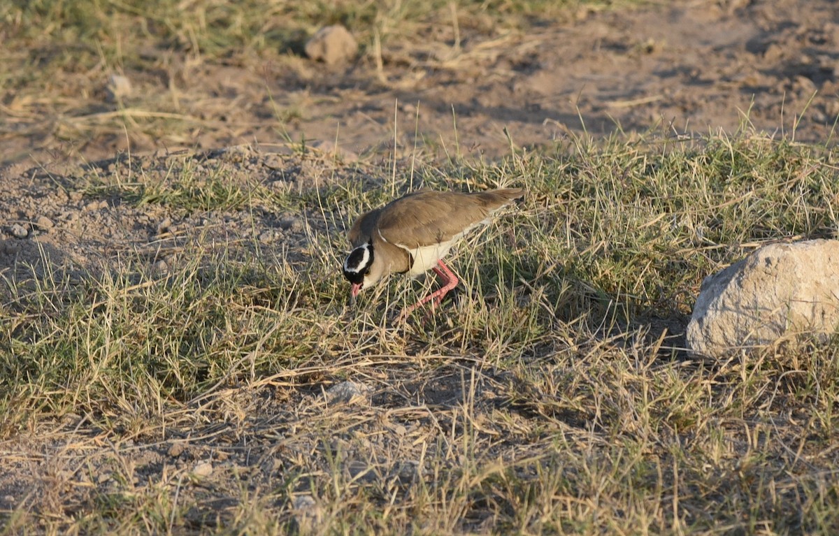 Crowned Lapwing - ML504057501