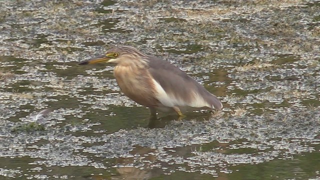 Javan Pond-Heron - ML504058901