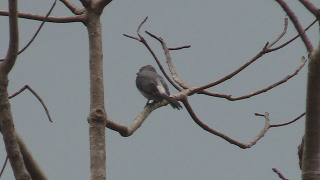 White-rumped Cuckooshrike - ML504059071