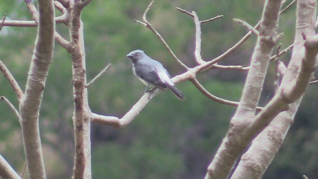 White-rumped Cuckooshrike - ML504059151