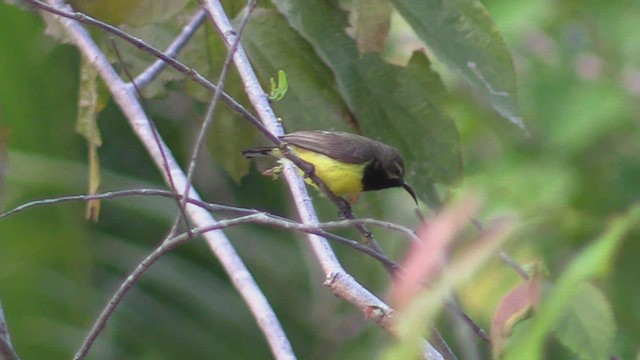 Sahul Sunbird - ML504059291