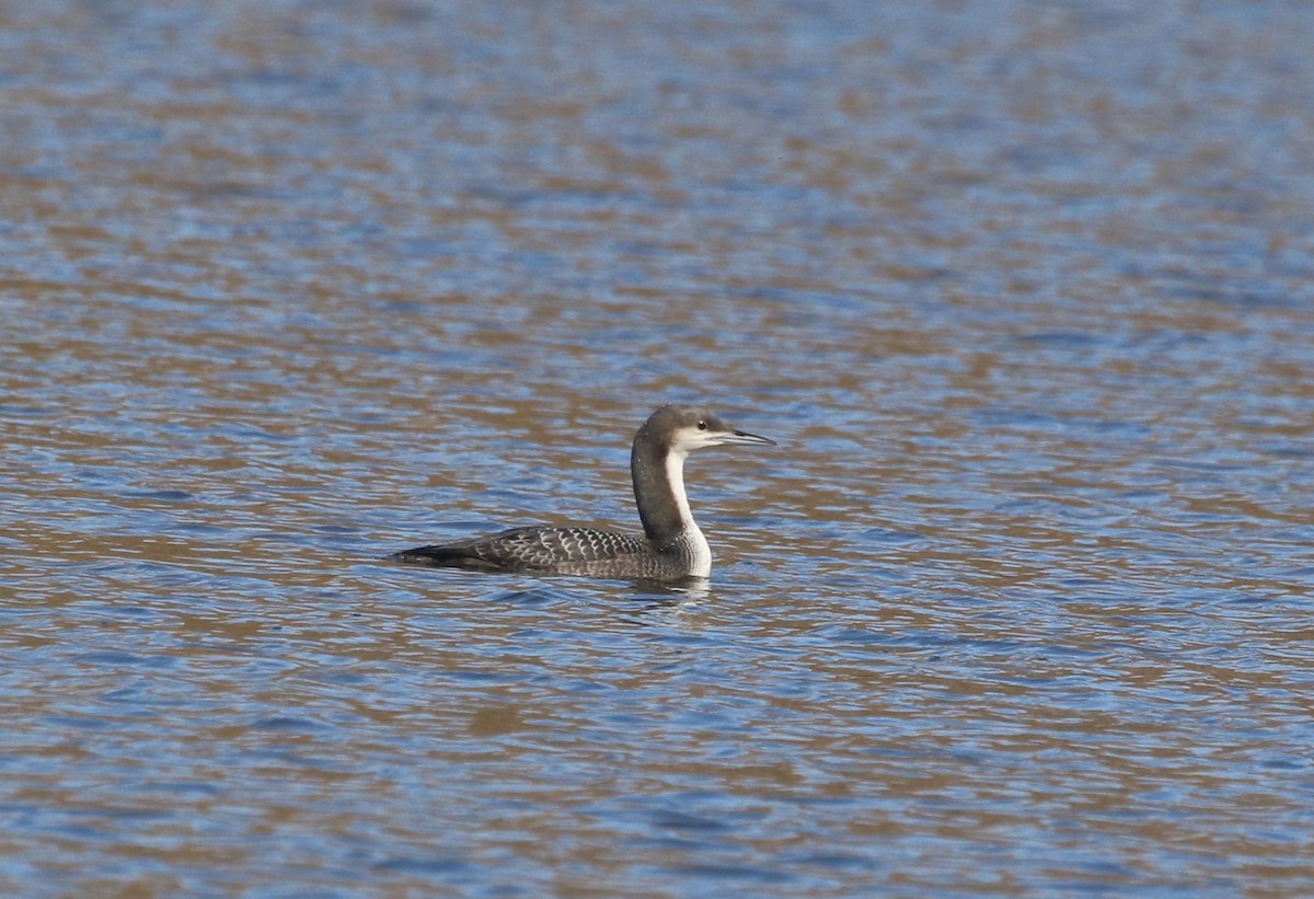 Pacific Loon - ML504059761